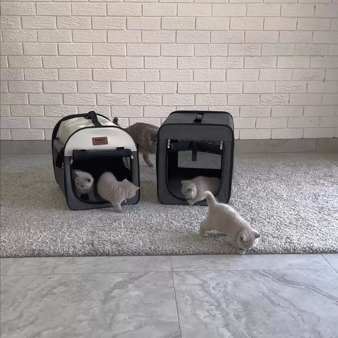 Pop Up Pet Travel Crate